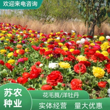 进口花毛茛洋牡丹种子种球根室内外植物四季开花