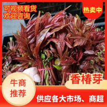 【1斤包邮】香椿贵州四季香椿大量上市量大从优全国发货