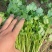 汝州大叶香菜