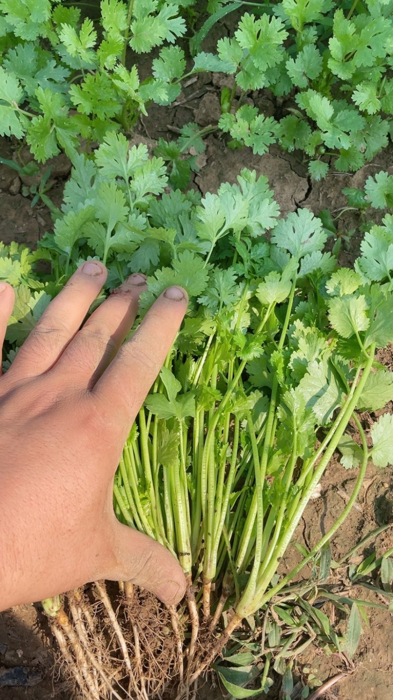 汝州大叶香菜