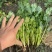 汝州大叶香菜
