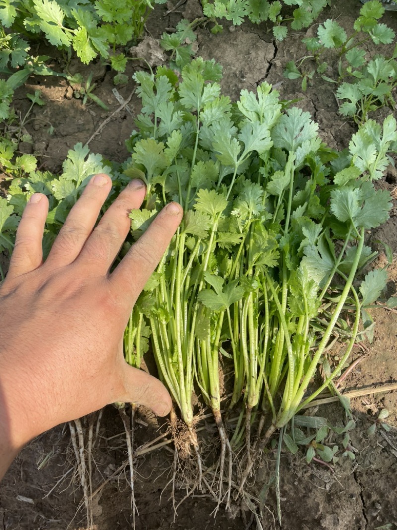 汝州大叶香菜