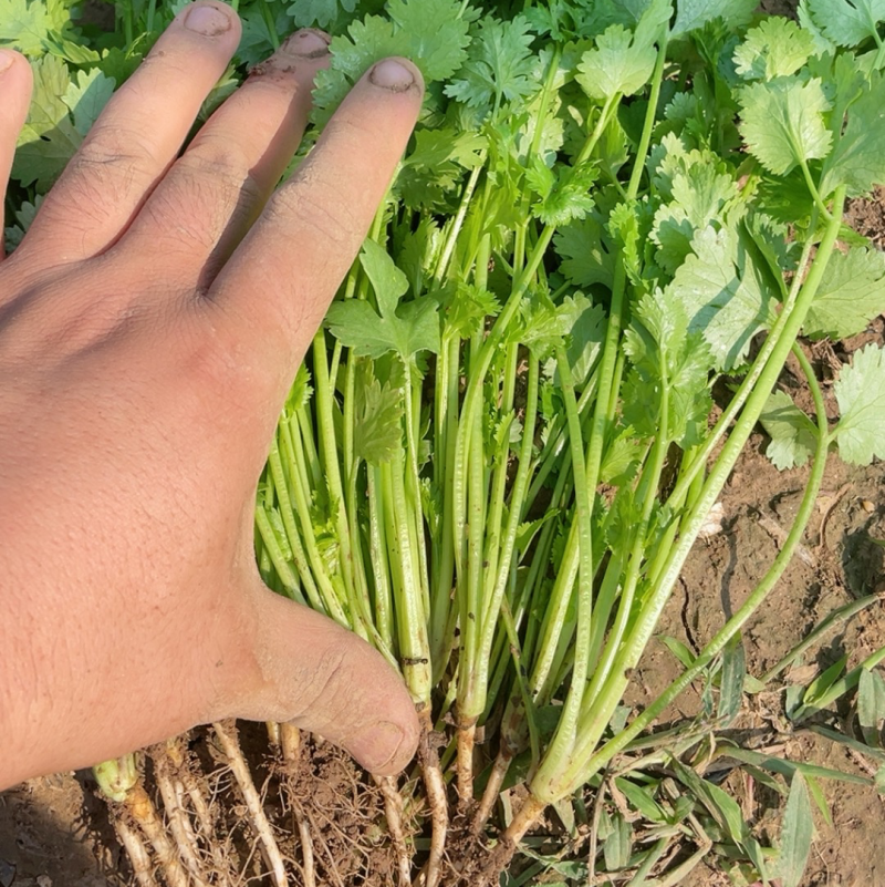汝州大叶香菜
