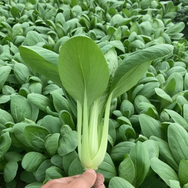 青菜上海青金山区漕泾镇蔬菜农场物美价廉好品质保证售后无忧