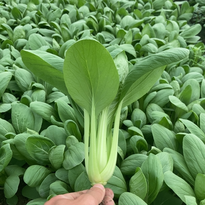 青菜上海青金山区漕泾镇蔬菜农场物美价廉好品质保证售后无忧