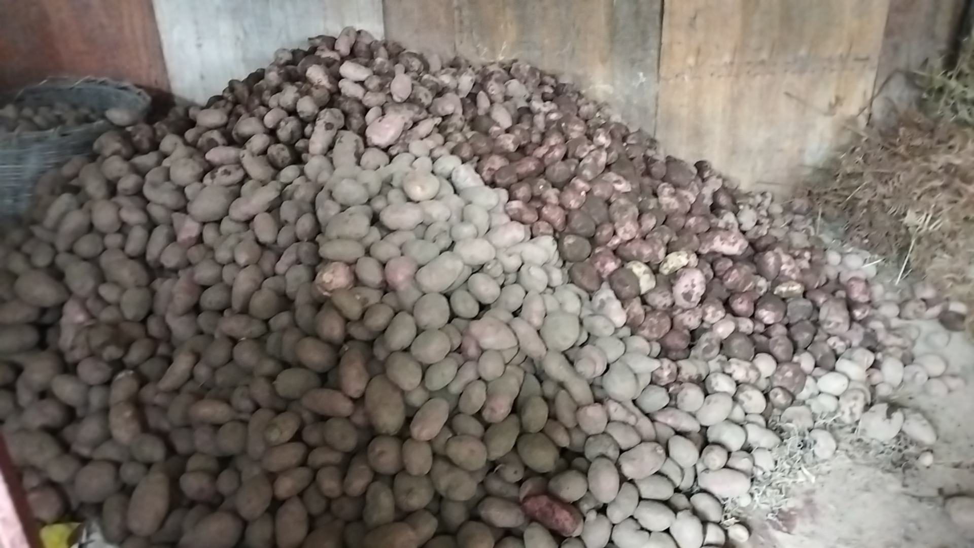 红皮土豆与黄皮土豆实物对比图