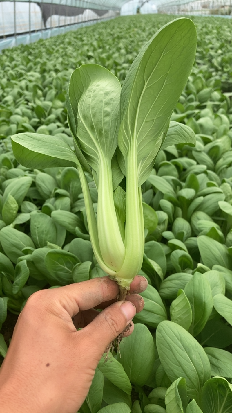 青菜上海青金山区漕泾镇蔬菜农场物美价廉好品质保证售后无忧