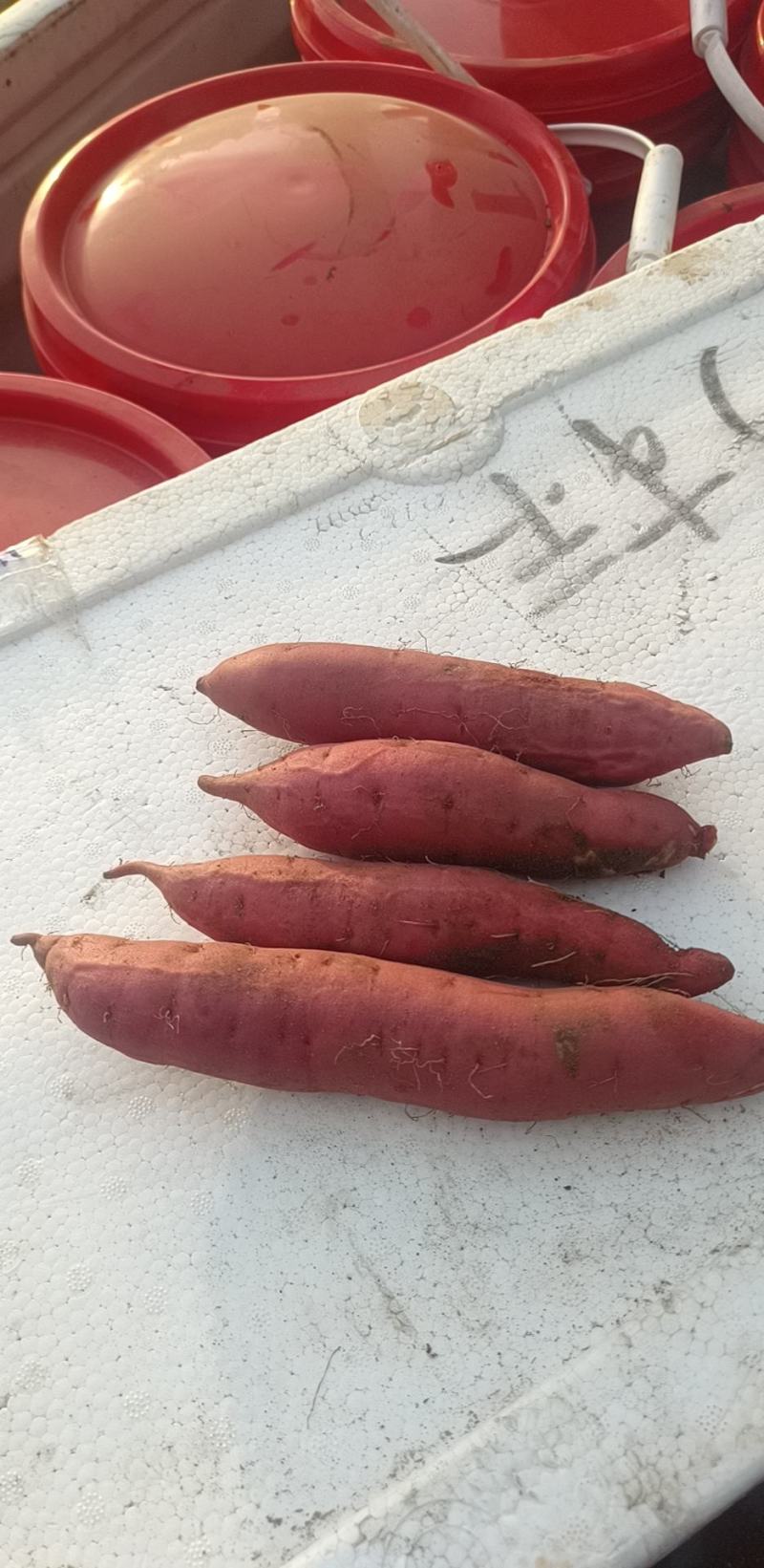 沙地烟薯25，口感好，品相好