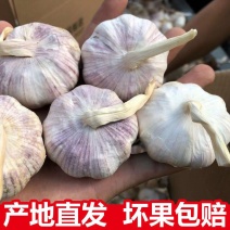 大蒜批发产地一手货源优质蒜头大量现货供应