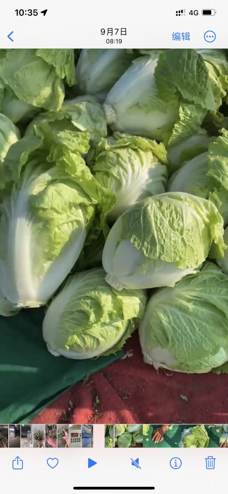 夏阳白菜1块一斤，无筋化渣