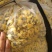[推荐]菊花北京白菊花烘干菊花产地直发全国发货