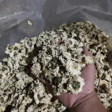 [推荐]菊花北京白菊花烘干菊花产地直发全国发货