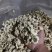 [推荐]菊花北京白菊花烘干菊花产地直发全国发货