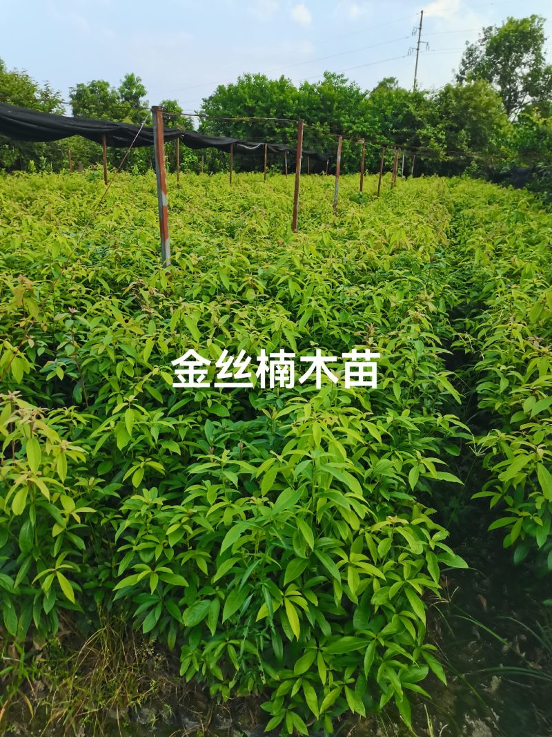 金丝楠木杯苗