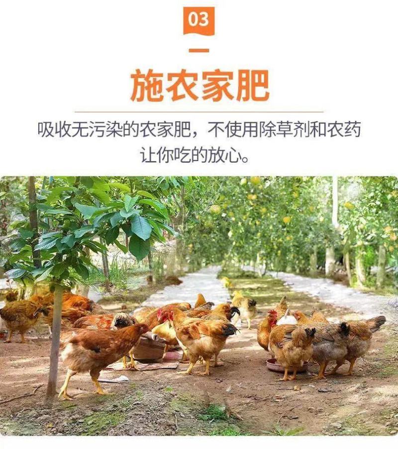 砀山梨秋月梨电商代发中秋礼品盒包装