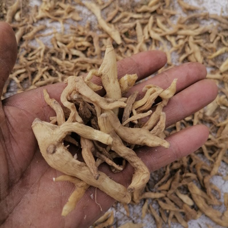 纯野生玉竹整条发货，当季新货初级产品量大从优，产地直发野