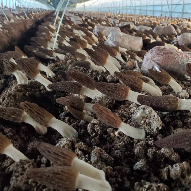 羊肚菌母种原种栽培种欢迎咨询技术支持食用菌种植