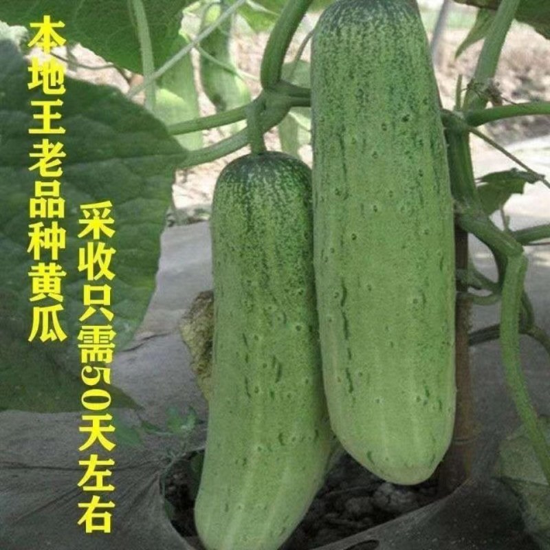 本地王黄瓜
