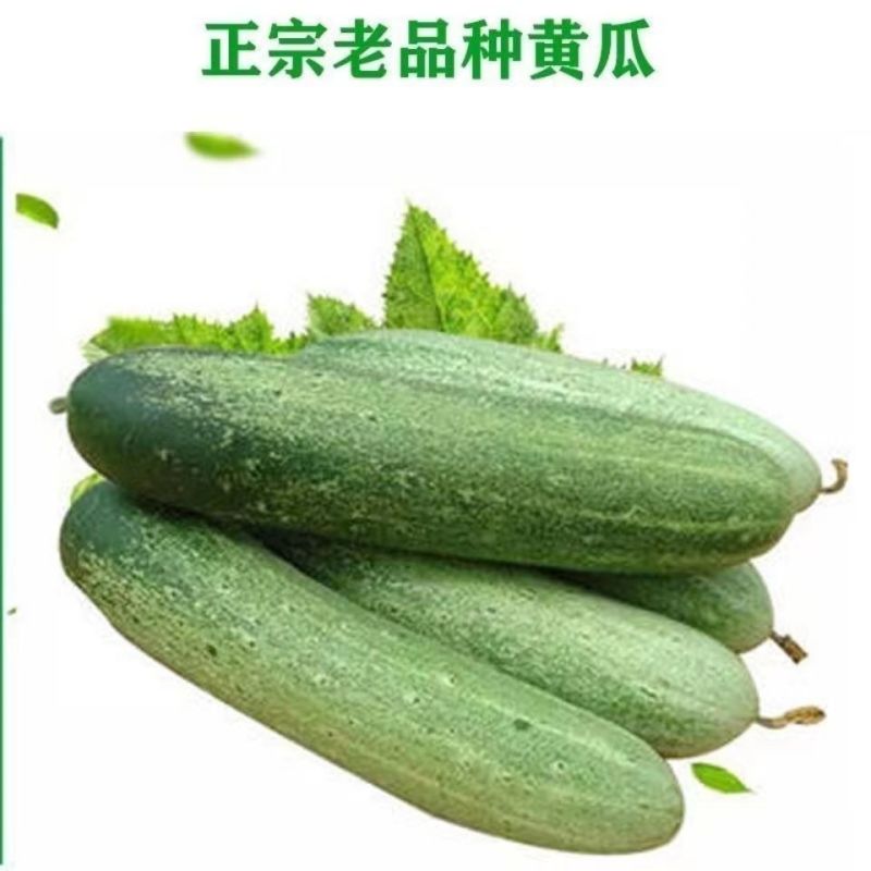 本地王黄瓜