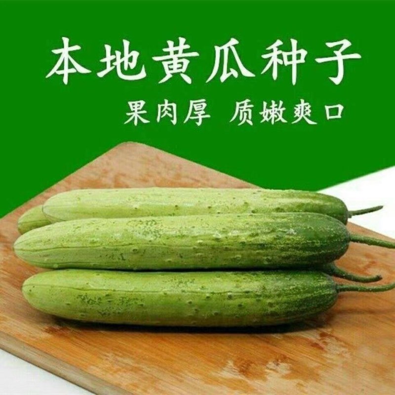 本地王黄瓜