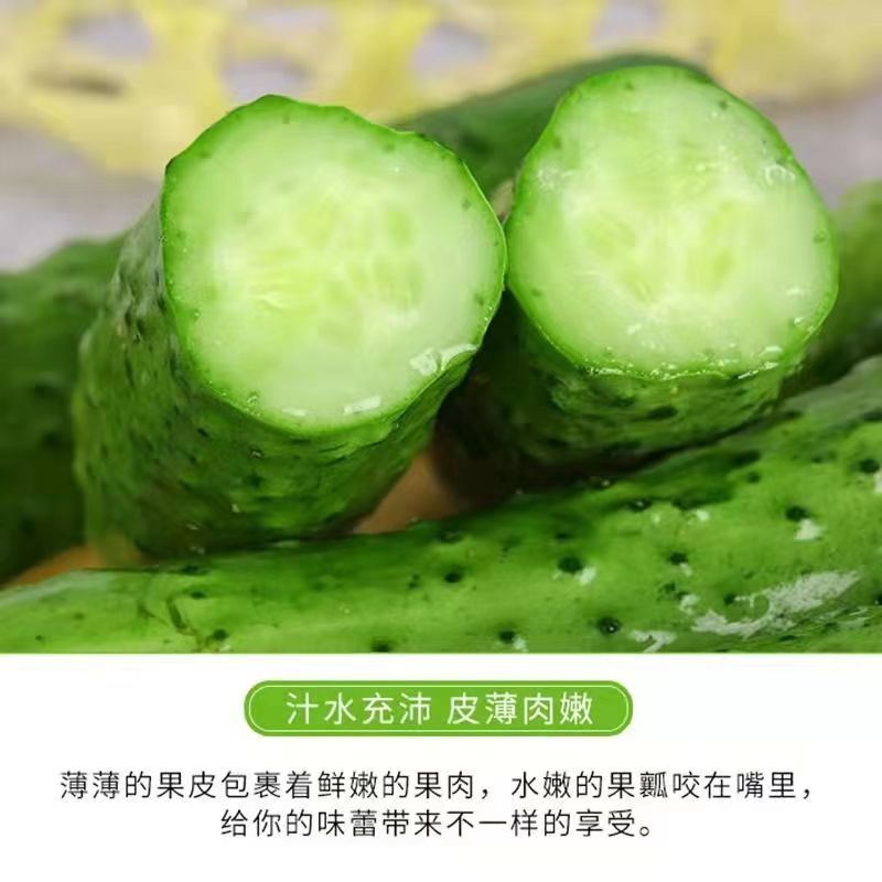 本地王黄瓜种子早熟耐老肉质脆甜