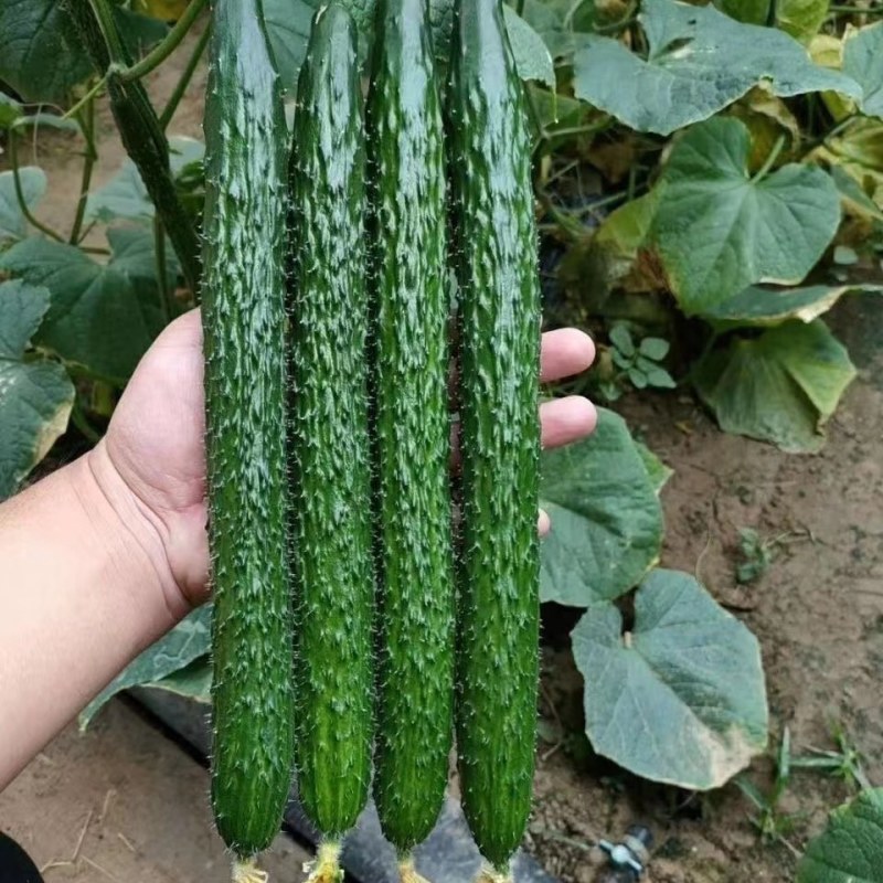 津皇一号