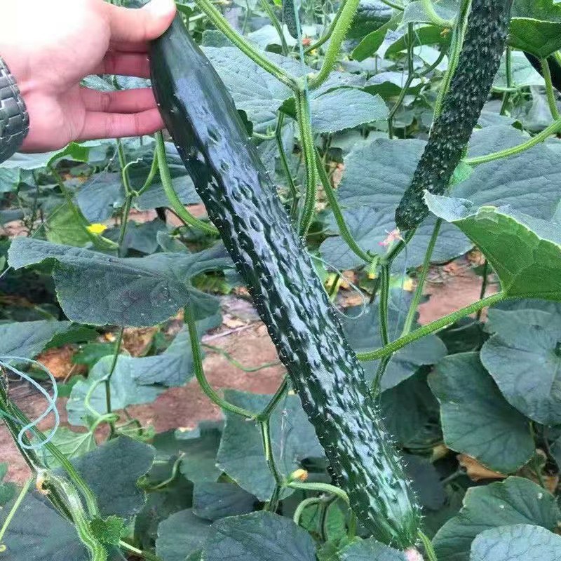津皇一号