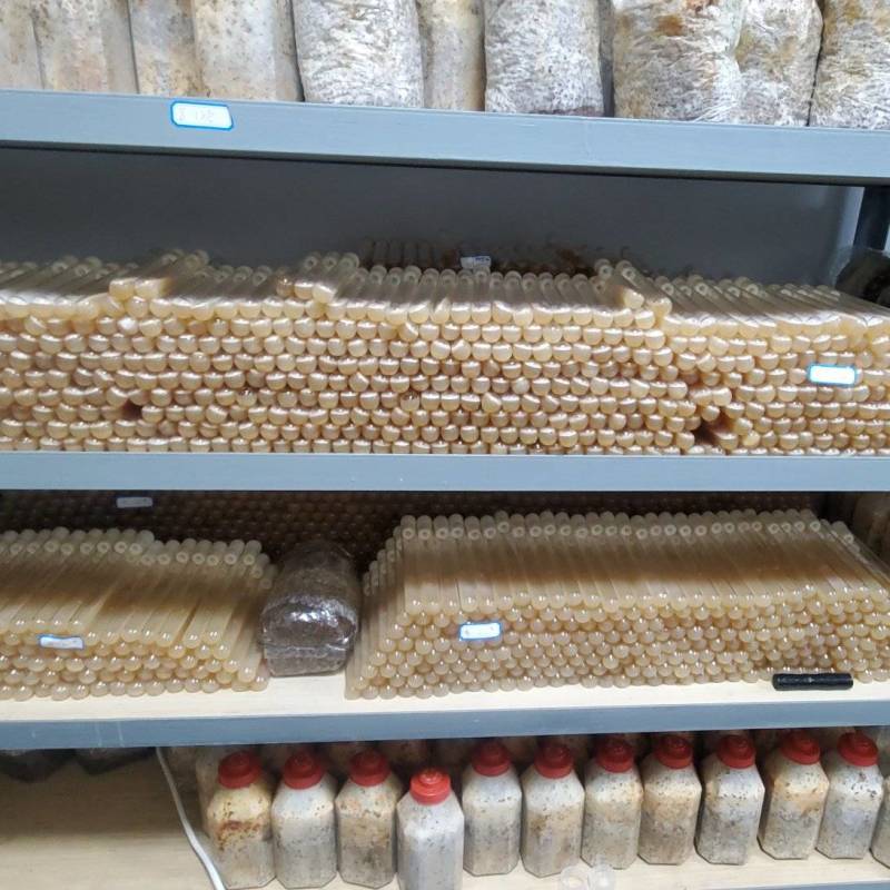 羊肚菌母种原种栽培种欢迎咨询技术支持食用菌种植