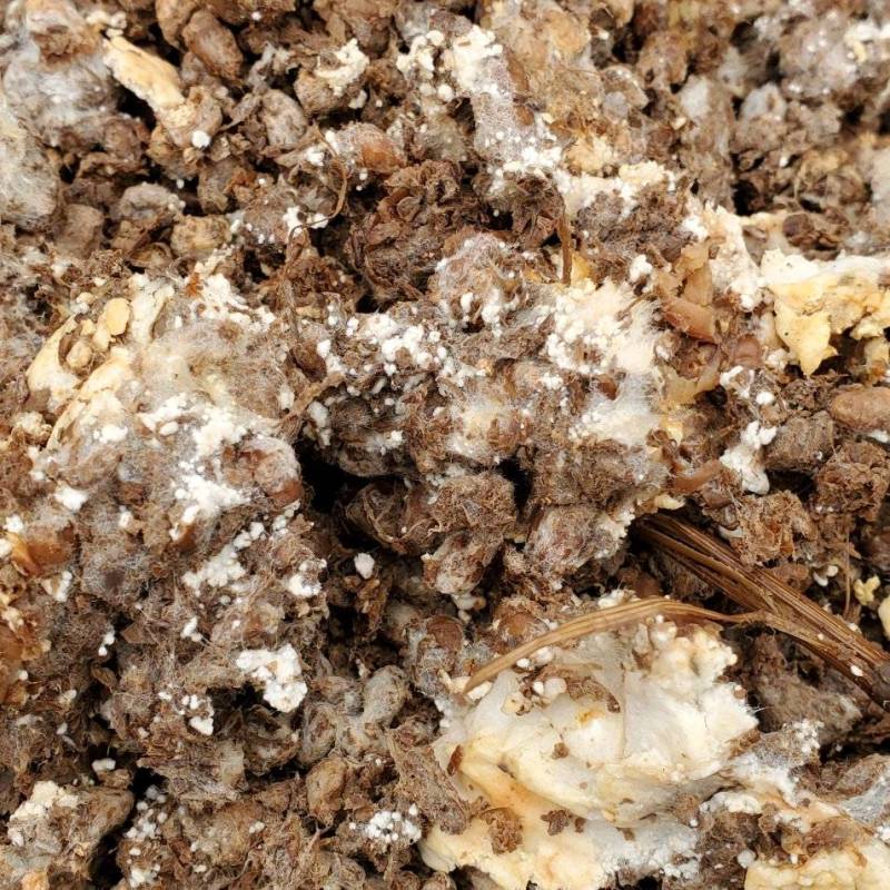 羊肚菌母种原种栽培种欢迎咨询技术支持食用菌种植