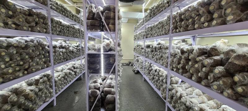 羊肚菌母种原种栽培种欢迎咨询技术支持食用菌种植