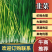 精品韭菜鸿达农业，泡沫箱散装纸箱都有货源充足欢迎咨询