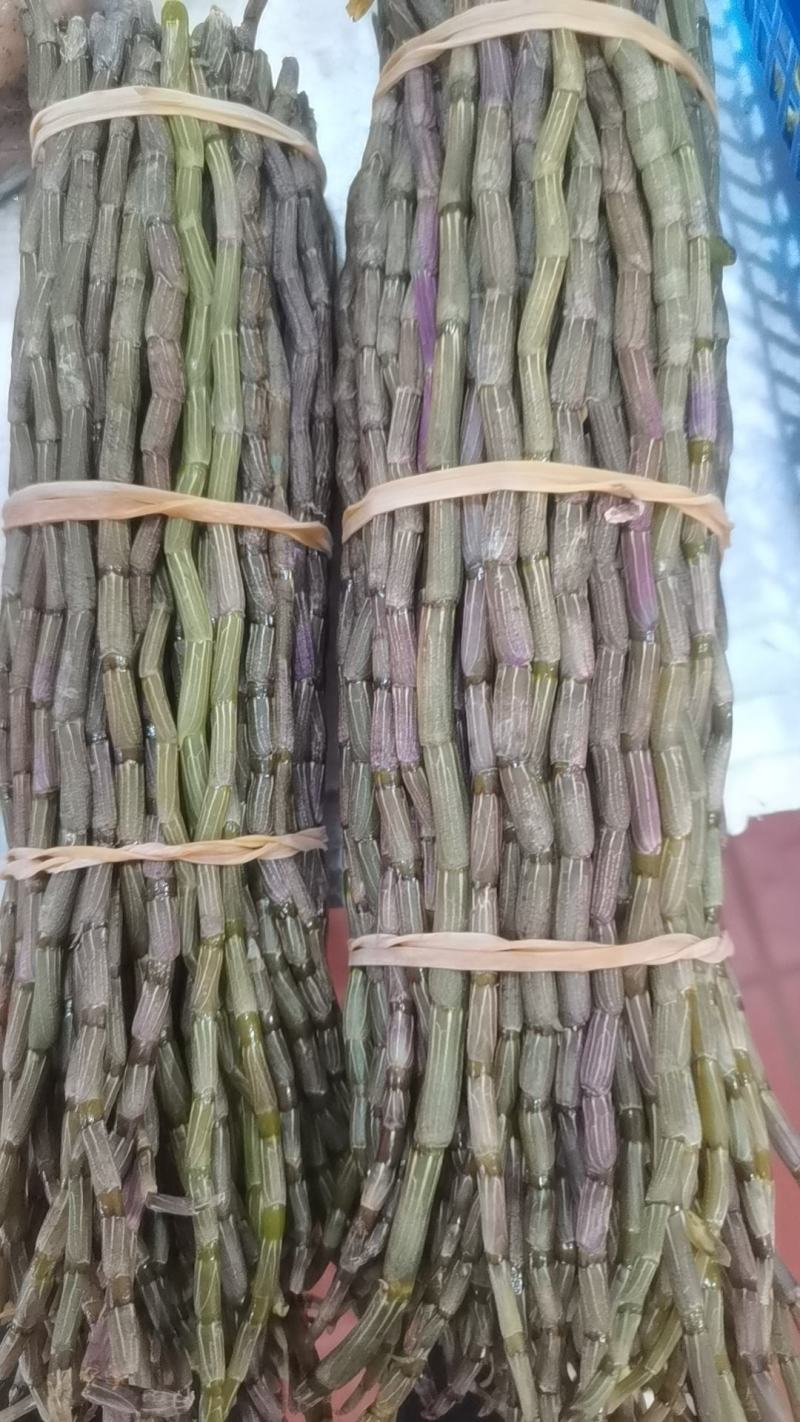 铁皮石斛基地直发。可选长度，质量保证，一手货源！！！