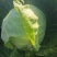 （甘蓝）砀山甘蓝大量上市，一手货源，量大从优，可视频看货