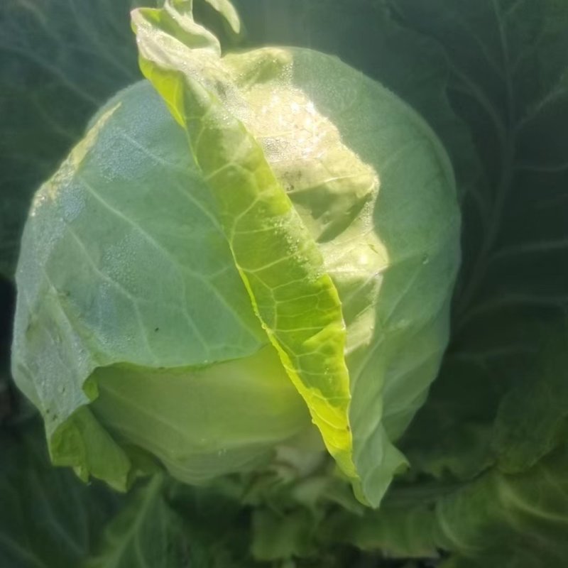 （甘蓝）砀山甘蓝大量上市，一手货源，量大从优，可视频看货