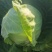 （甘蓝）砀山甘蓝大量上市，一手货源，量大从优，可视频看货