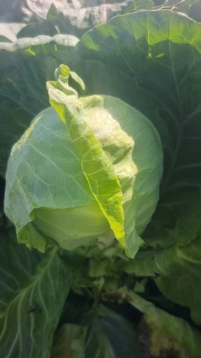 （甘蓝）砀山甘蓝大量上市，一手货源，量大从优，可视频看货