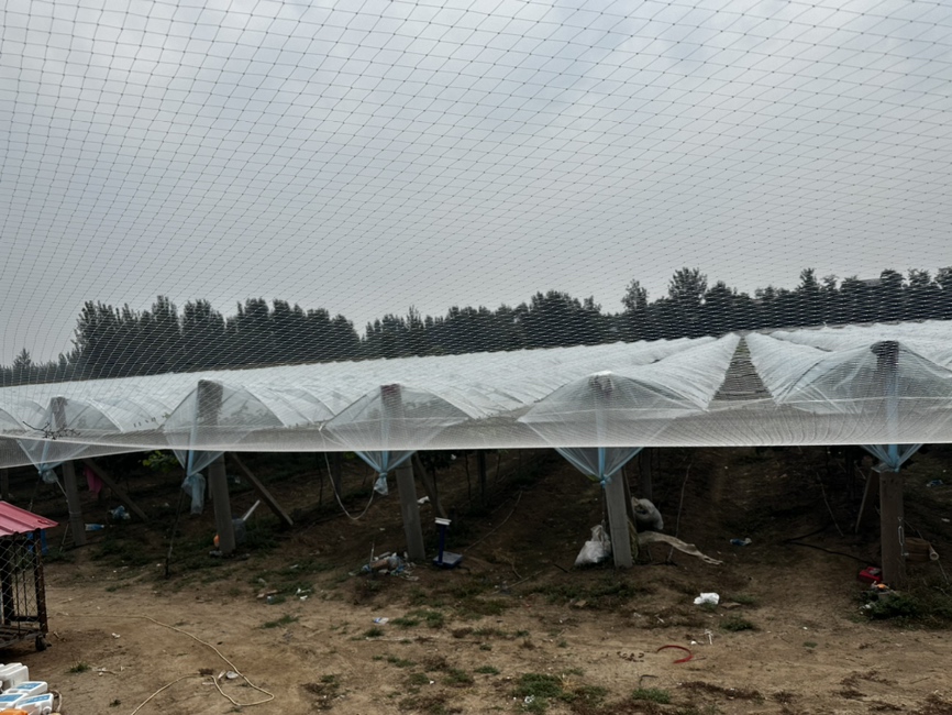 春季葡萄园搭建遮阳网进行阳光玫瑰防晒管理 春季遮阳管理