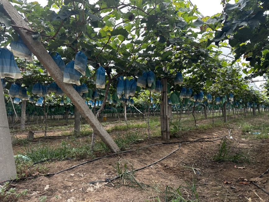 果园中的阳光玫瑰植株