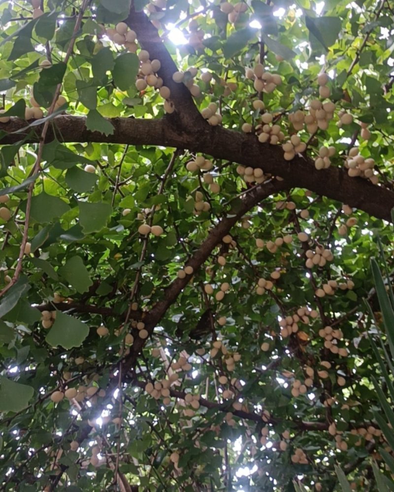 江苏白果