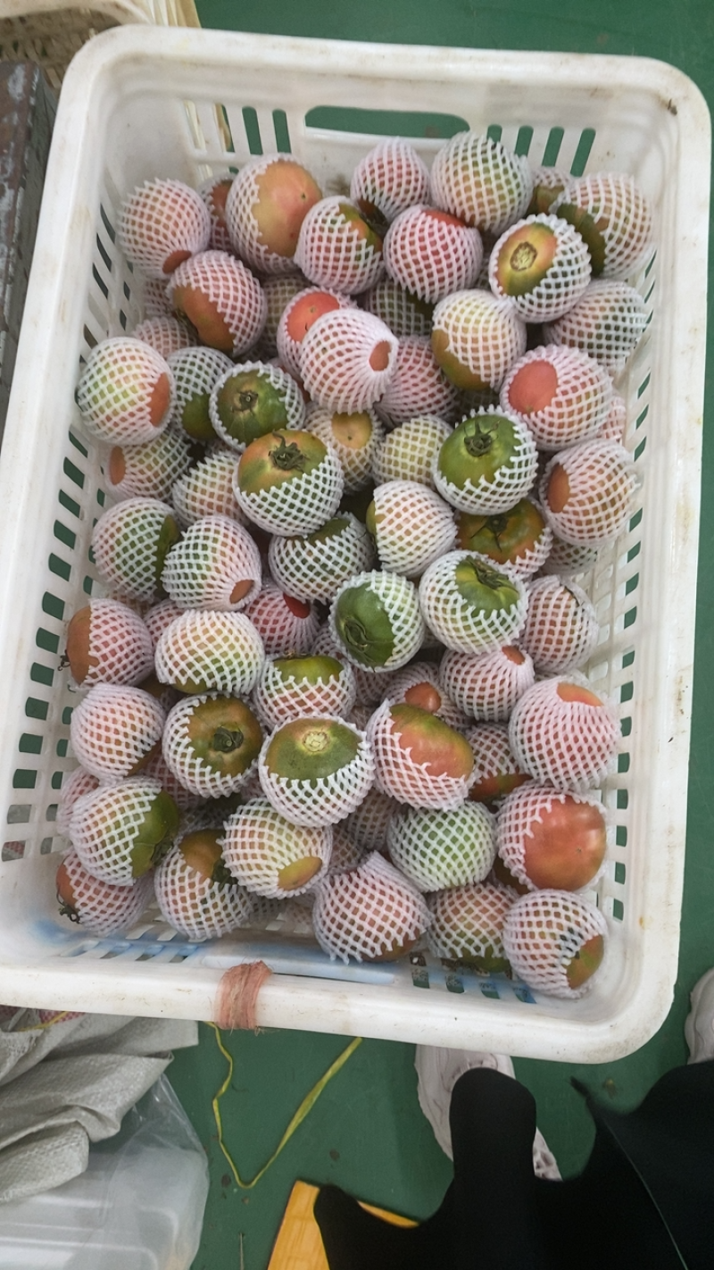 盘锦碱地柿子