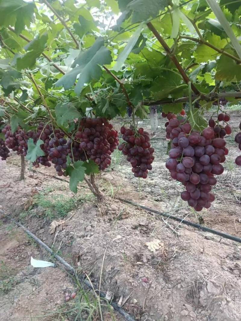 渭南冷库精品葡萄红提大量现货供应一手货源货源充足质量很好
