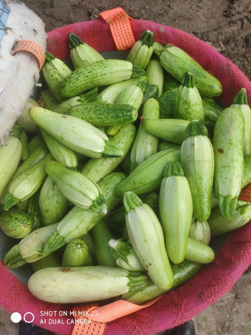 食堂用西葫芦，需要的老板联系