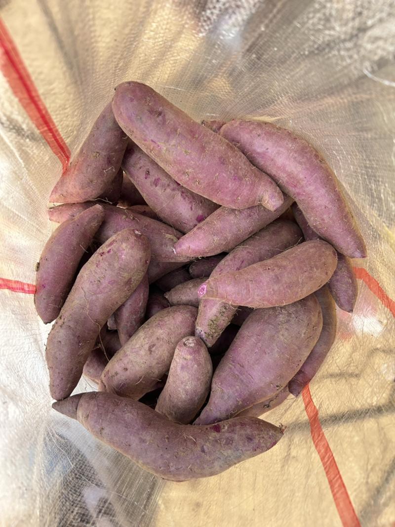 《优选》红薯紫薯大量供应，产地发货，品质保证量大优惠