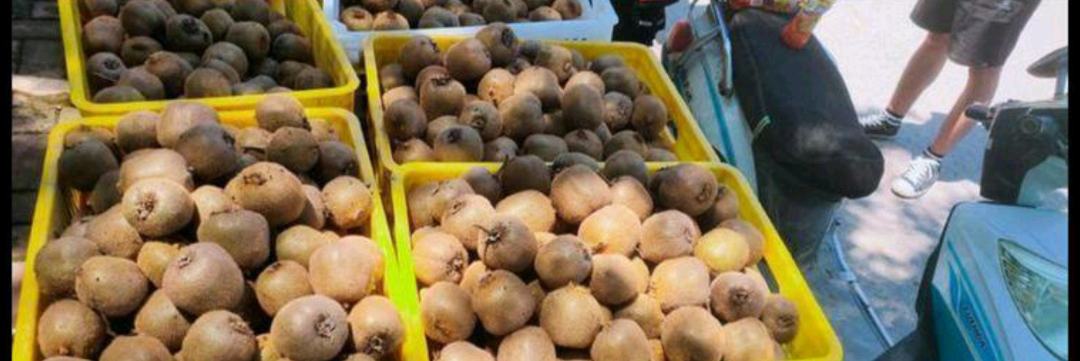 陕西省洛南县特产展销会现场,展位陈列多种洛南白皮松系列产品,包括真空包装松子仁、玻璃瓶装冷榨松子油、礼盒装混合坚果、松子蛋白粉等,背景LED屏播放白皮松林生态视频,工作人员向参观者介绍产品营养成分与食用方法,消费者正在品尝试吃样品 洛南白皮松产品展销会现场