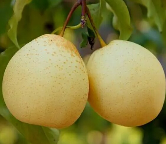 一碗热气腾腾的冰糖雪梨,展示其晶莹剔透的色泽与温暖的香气 冰糖雪梨成品图