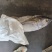 金枪鱼黄旗金枪鱼20KG/up大金枪鱼