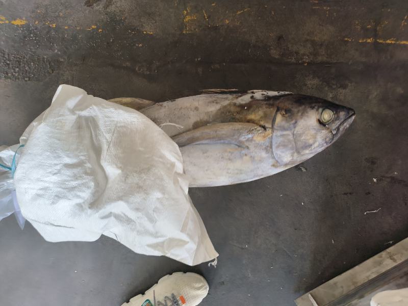 金枪鱼黄旗金枪鱼20KG/up大金枪鱼