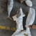 金枪鱼黄旗金枪鱼20KG/up大金枪鱼