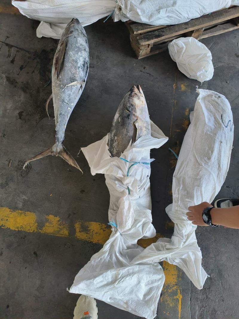 金枪鱼黄旗金枪鱼20KG/up大金枪鱼