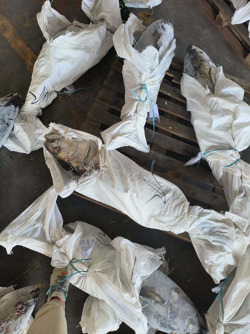 金枪鱼黄旗金枪鱼20KG/up大金枪鱼